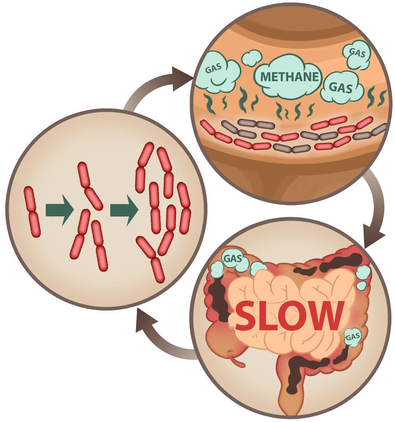 Emma Supplement slows methane gas production for better digestion