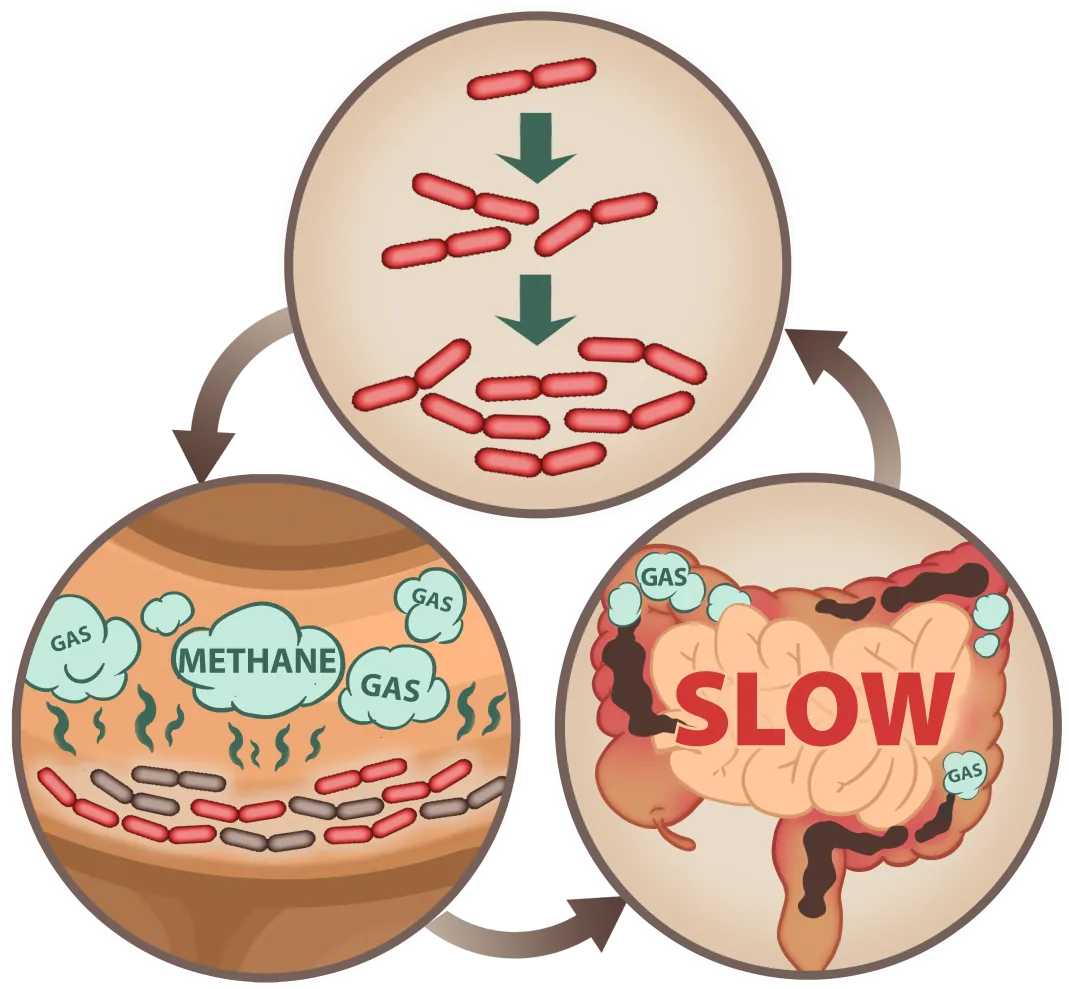 Emma Supplement digestive process mobile illustration