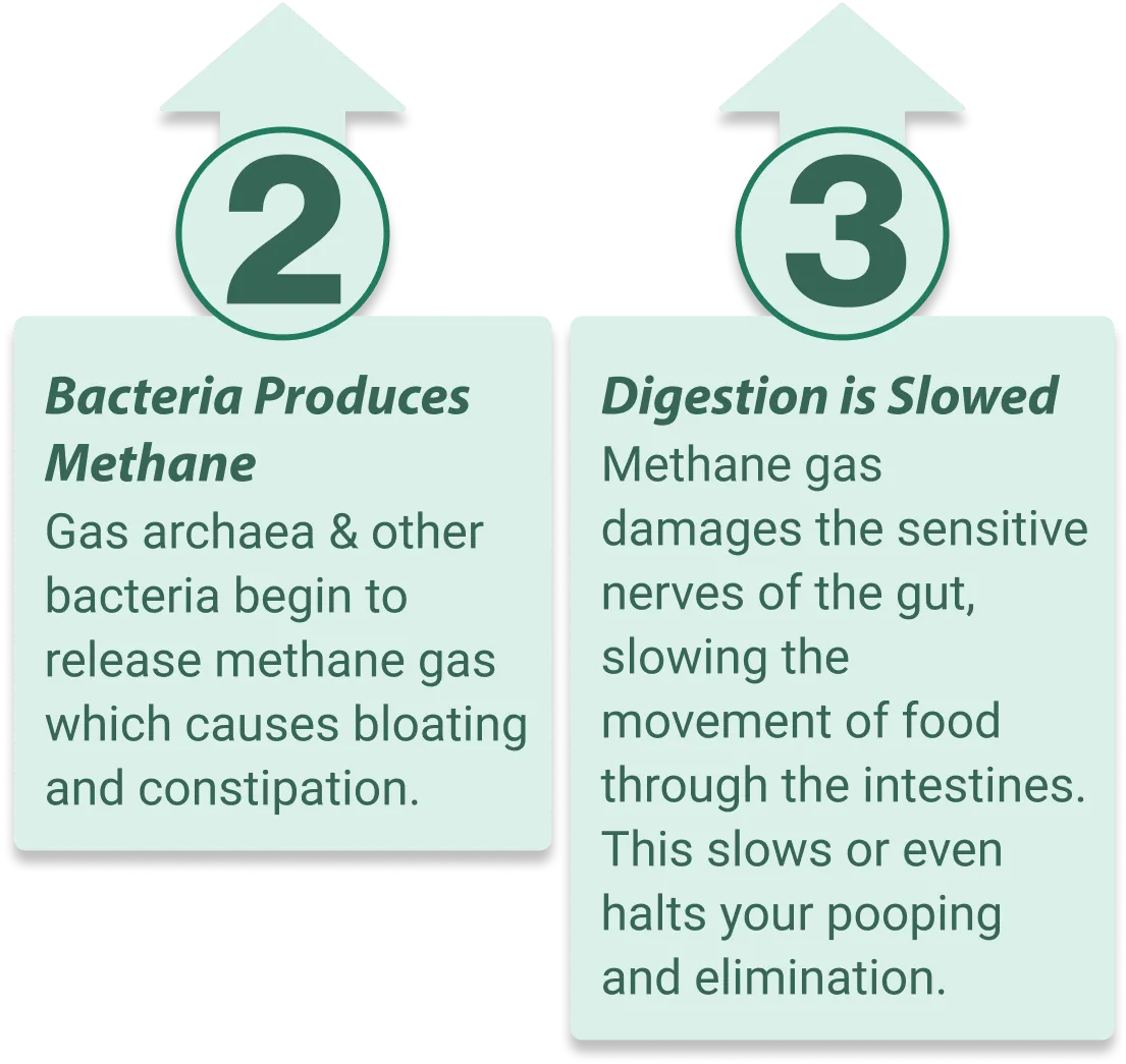 Emma Supplement supports healthy gut microbiome balance