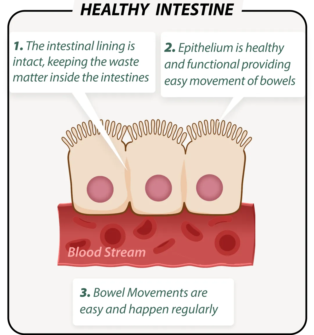 Healthy gut with Emma Supplement – balanced microbiome illustration
